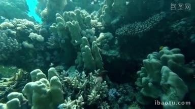 水下珊瑚礁景观与五颜六色的鱼